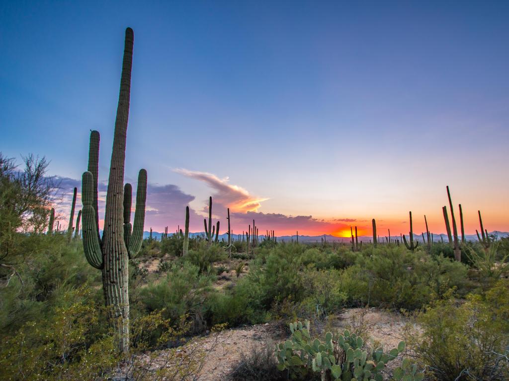 Tucson, Arizona, USA with cactus against a sunset.