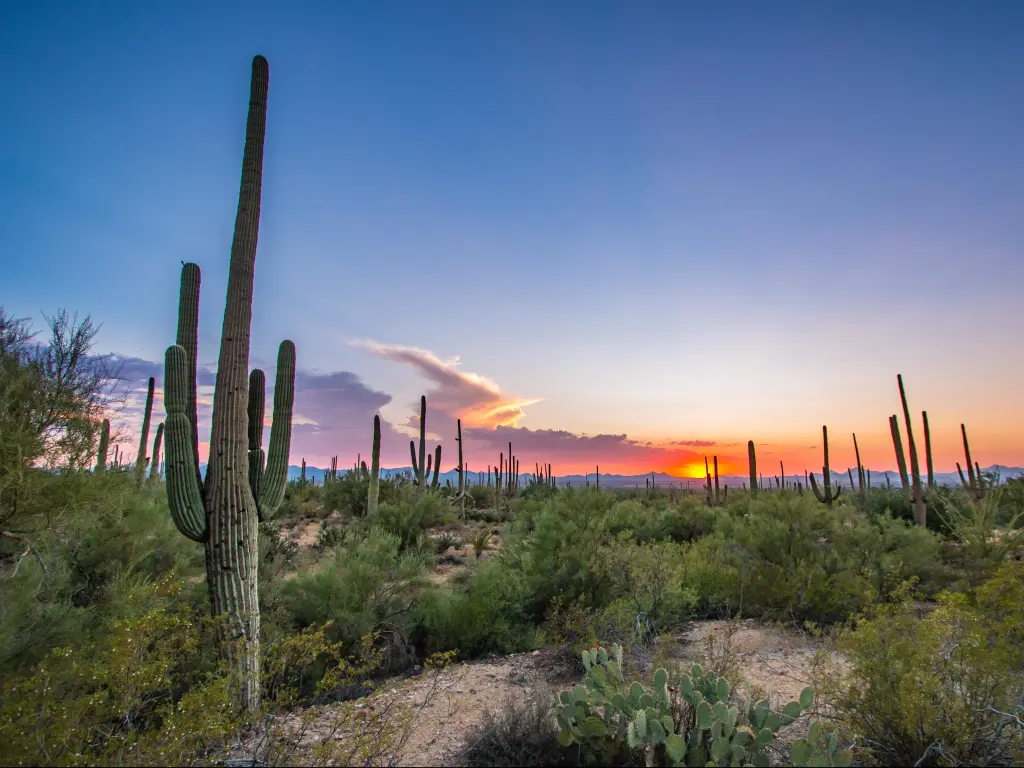 Tucson, Arizona, USA with cactus against a sunset.