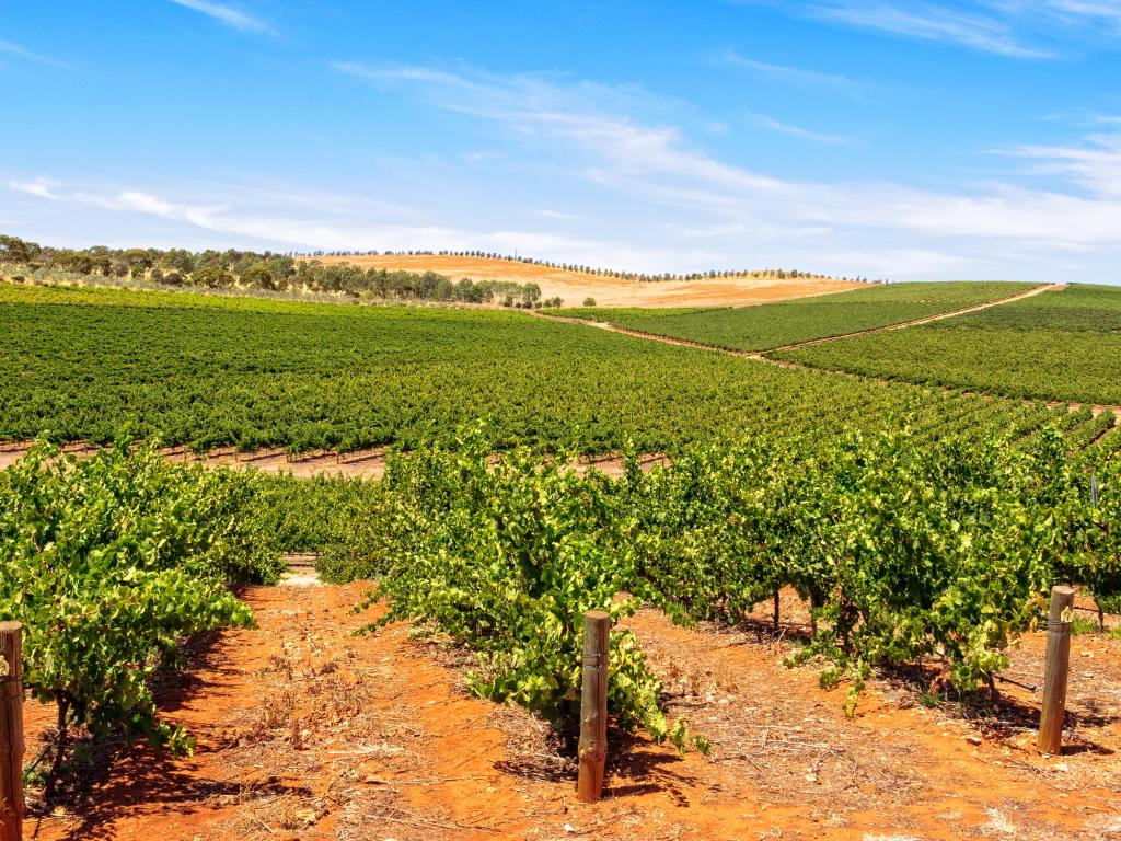 Rows of vines in Clare Valley, SA, Australia on a sunny day