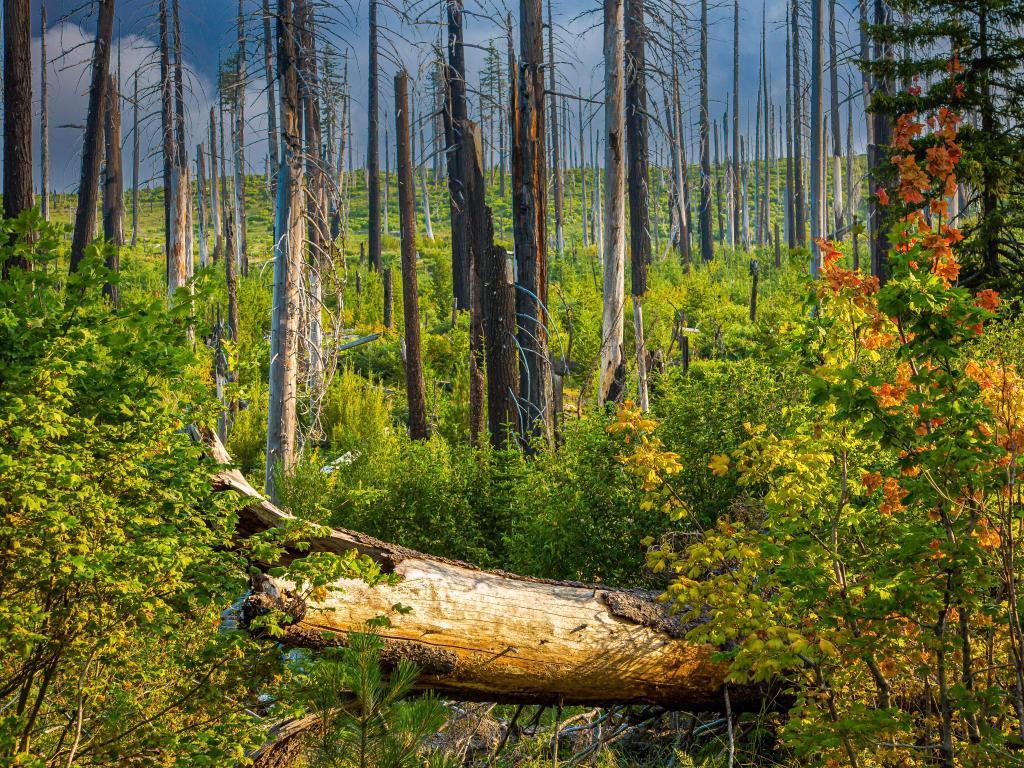 Willamette National Forest, Oregon, USA with new foliage growth emerging in the forest.