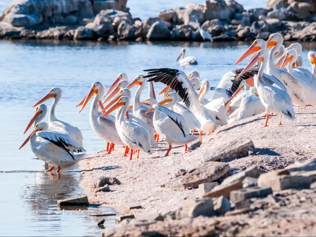 American White Pelican (Pelecanus erythrorhynchos) on Salton Sea, Imperial Valley, California, USA