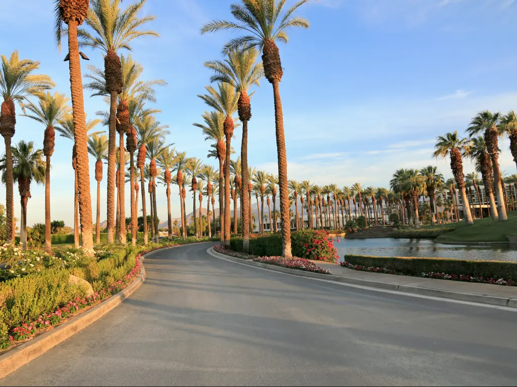 A  scenic view of  the palm trees  along the road on a fine day at Palm Spring, California