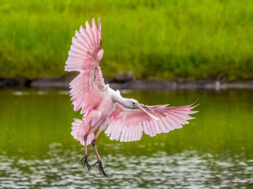 Pink and White Roseate Spoonbill with wings spread coming in to land on water in Myakka River State Park in Sarasota Florida USA