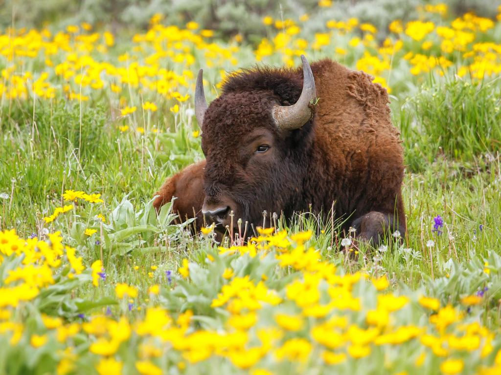 Male bison lying in the field with flowers, Yellowstone National Park, Wyoming, USA