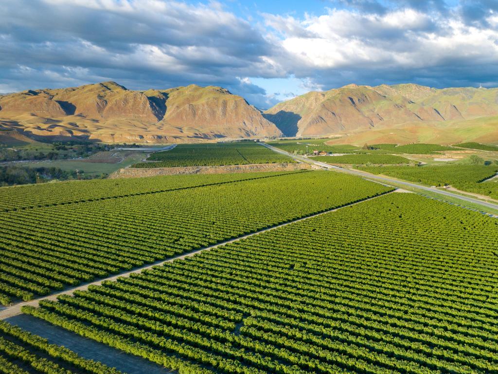 Bakersfield, California, USA with a view of an olive plantation in beautiful sunset light.