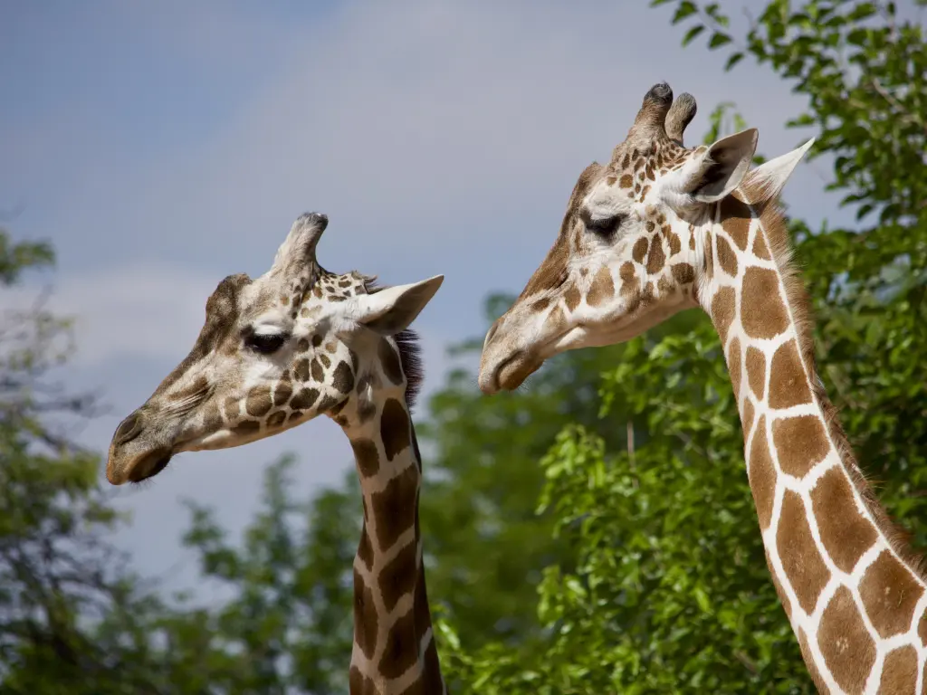 Pair of giraffes with trees in the background on a sunny day