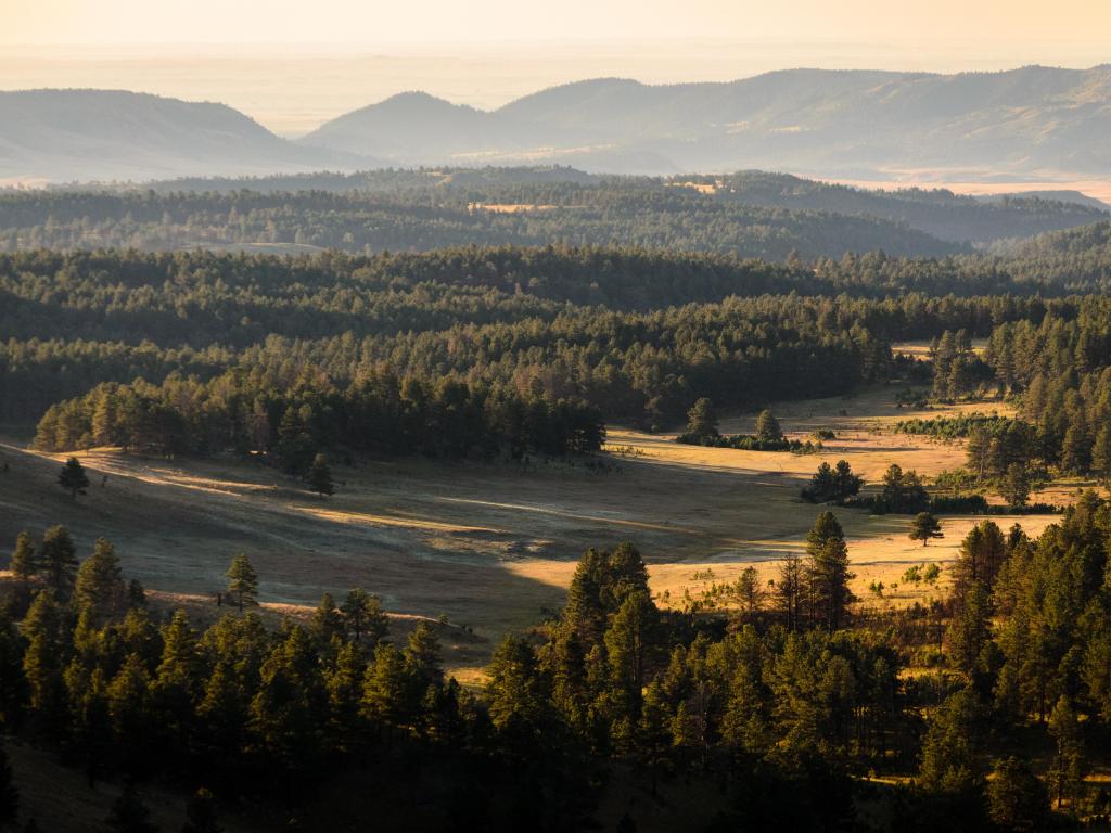 Sweeping landscape of Wind Cave National Park in South Dakota, with trees dotting the undulating hills