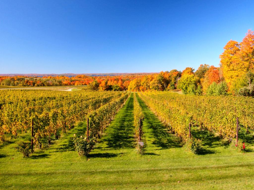 Autumn Vineyard Traverse City Michigan