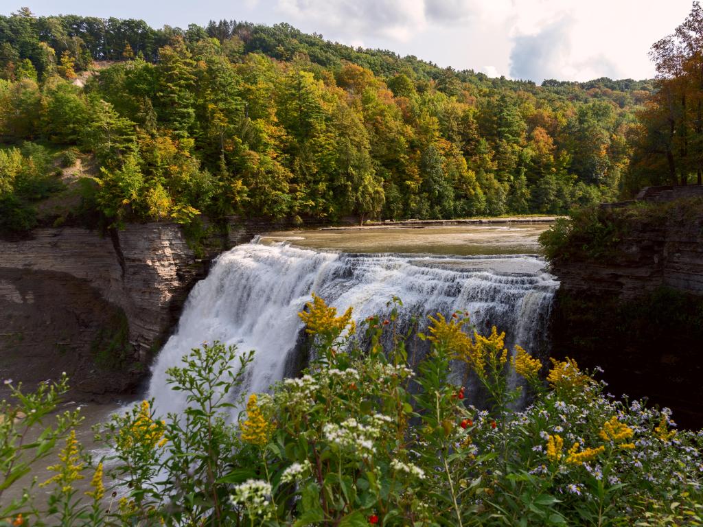 Letchworth State Park, USA with a waterfall and flowers in the foreground and an autumn forest in the background on a sunny day.