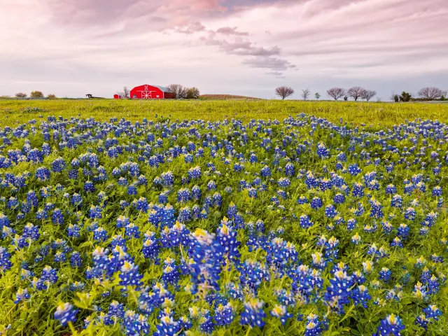 Field of bluebonnet flowers with a red barn in the background during sunset