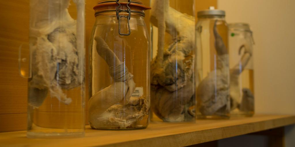 Mammal penises on display at the Icelandic Phallological Museum