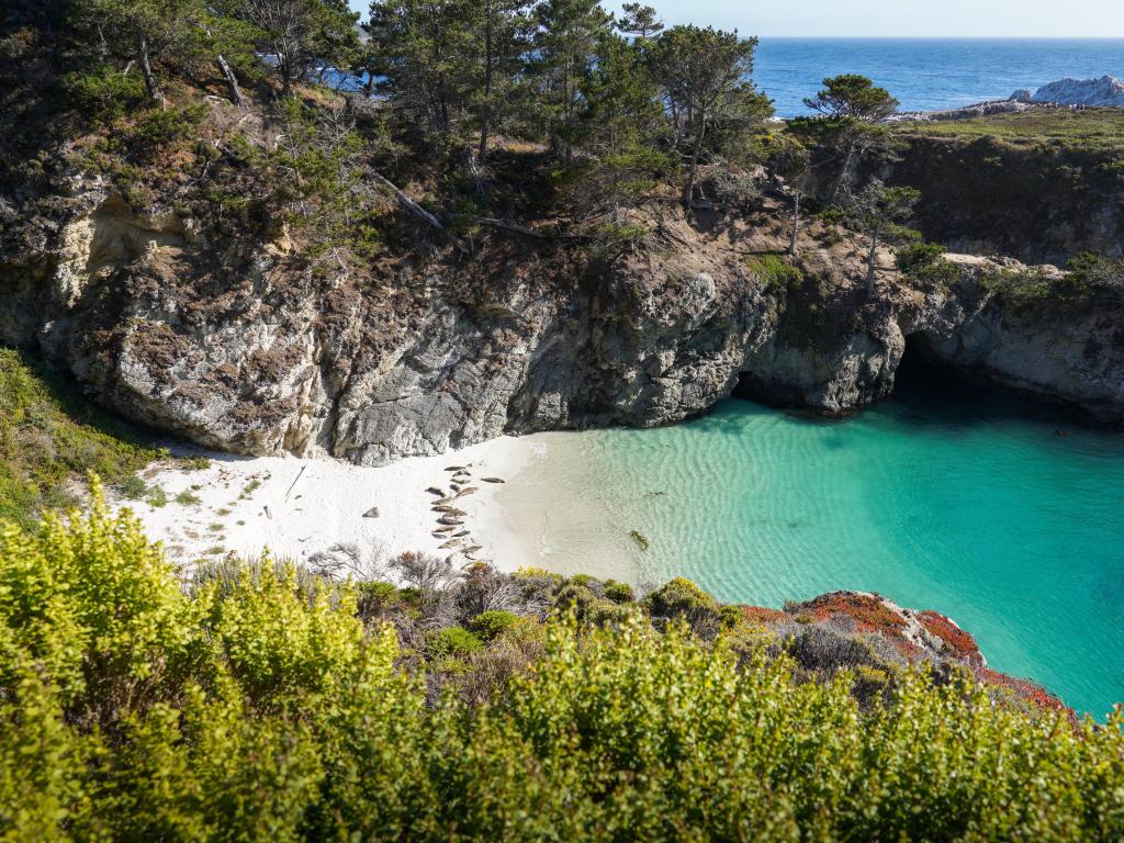 Mother and baby harbor seals lying on the white sand beach beside the turquoise-colored ocean at China Cove from Bird Island Trail. Shot at Point Lobos State Natural Reserve near Monterrey, California