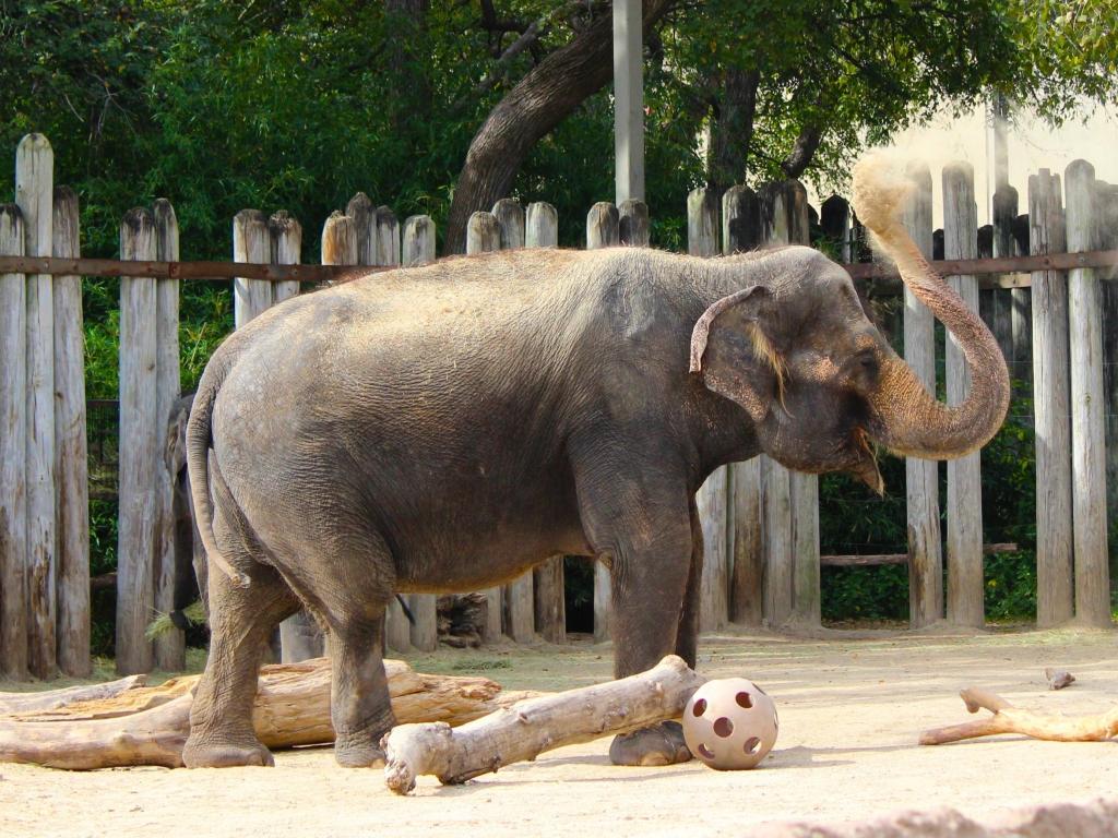 Elephant Bath time. Fort Worth zoo. Texas
