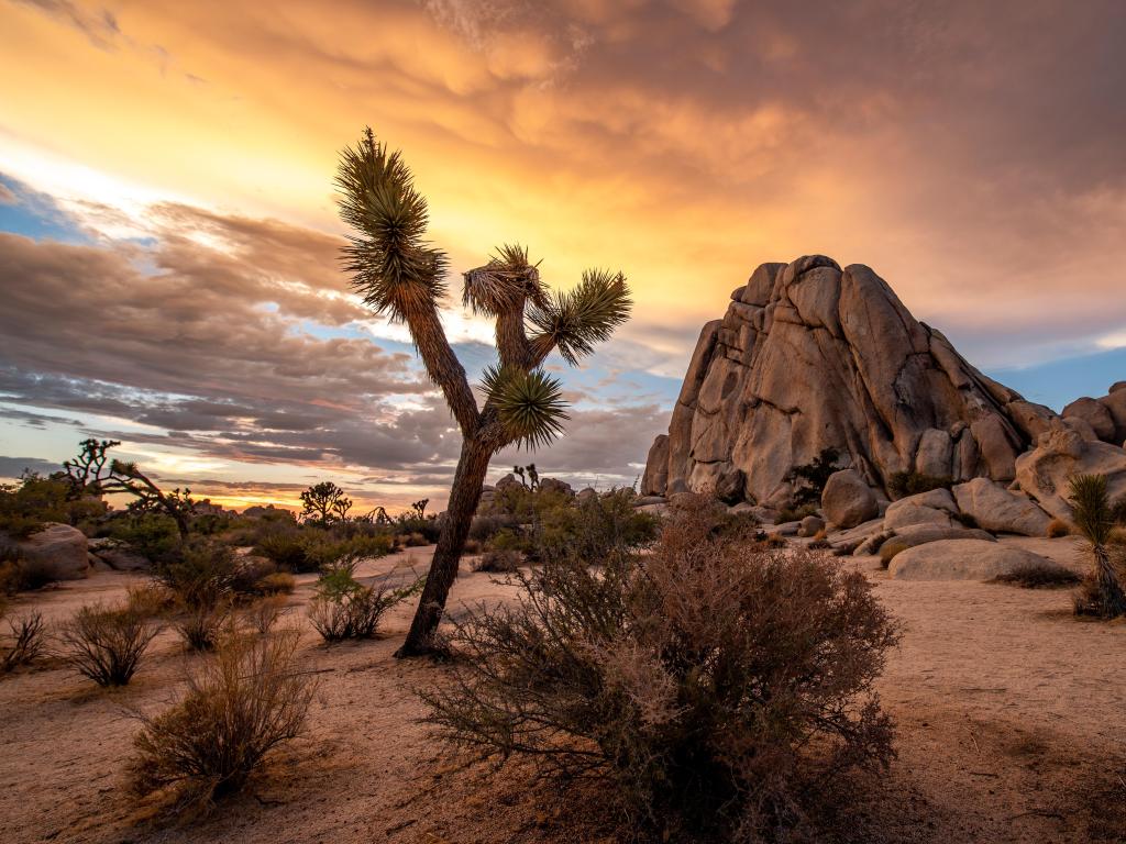 Joshua Tree National Park, California at sunset with a tree standing in the sand in the foreground and a large rock in the background. 