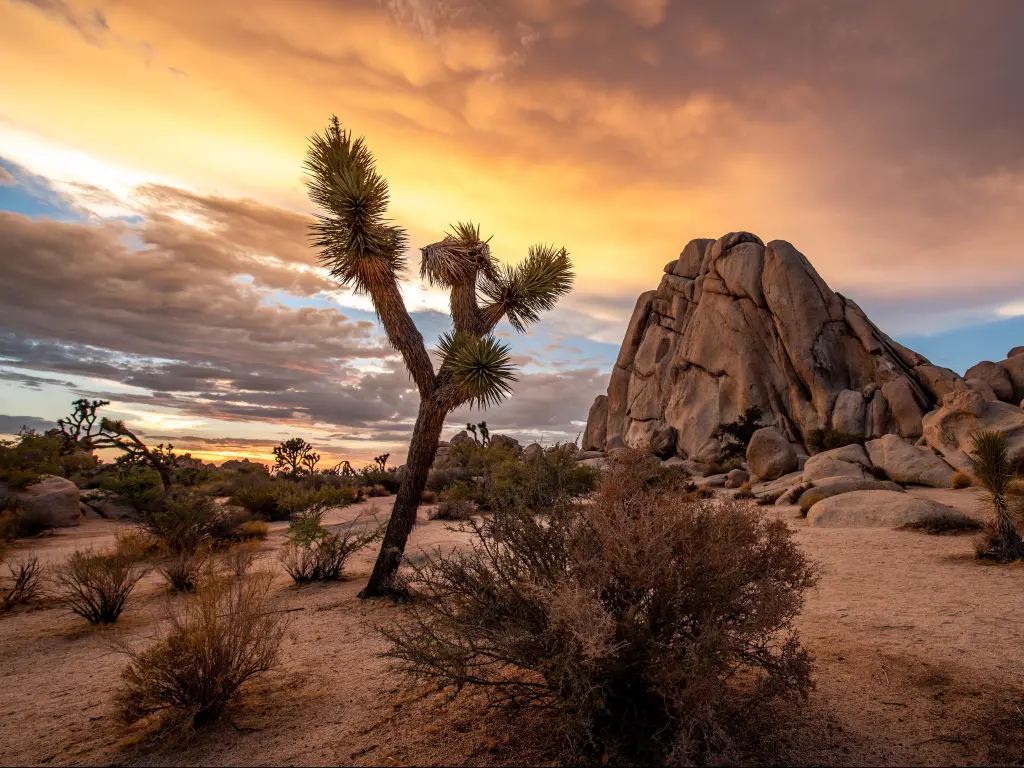 Joshua Tree National Park, California at sunset with a tree standing in the sand in the foreground and a large rock in the background. 