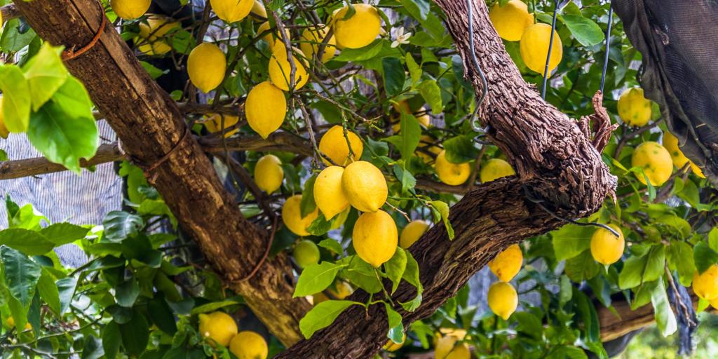 Lemons on a tree Amalfi coast 