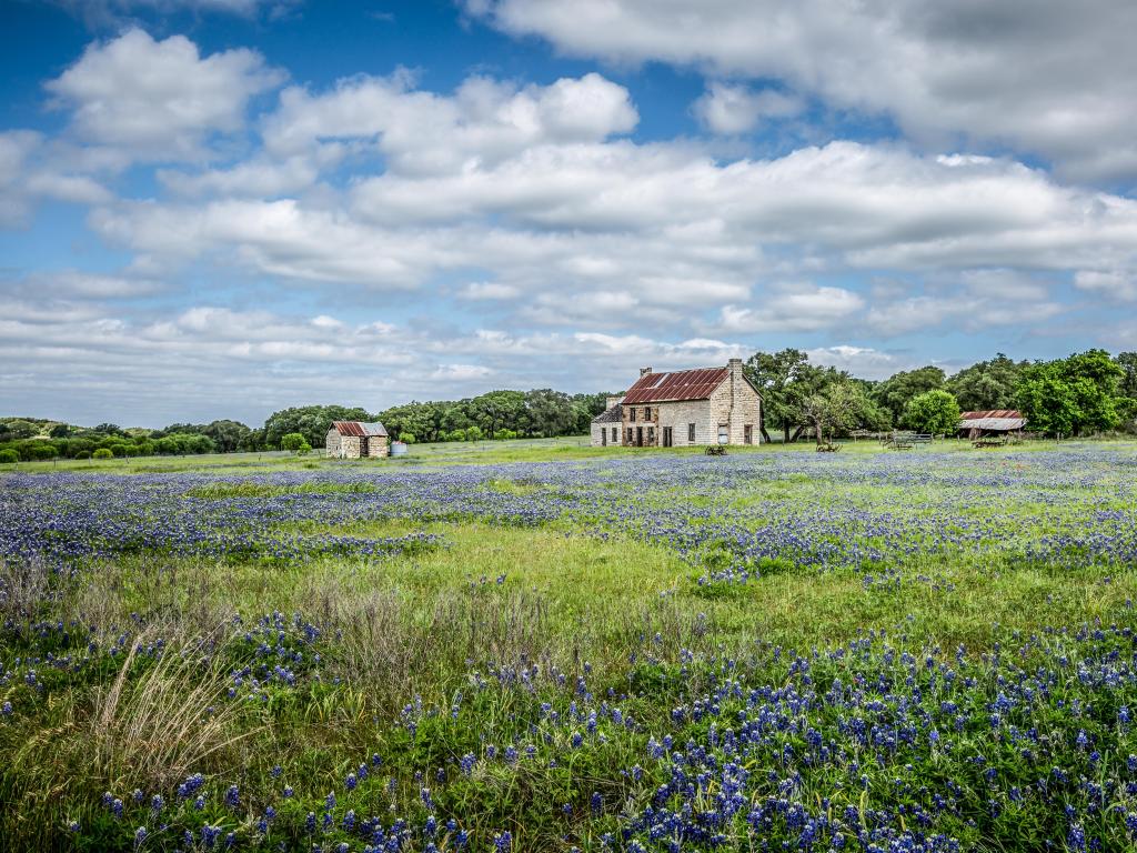Limestone farmhouse is surrounded by a meadow of bright blue wild flowers