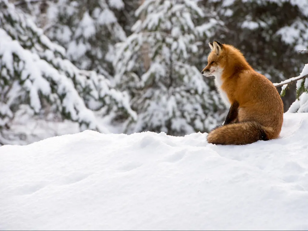 Red Fox sitting in the snow in Algonquin Provincial Park, Ontario