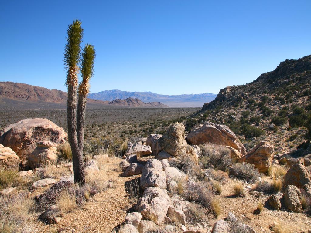 A Joshua Tree in the desert at Mojave National Preserve, California, with a blue sky in the background