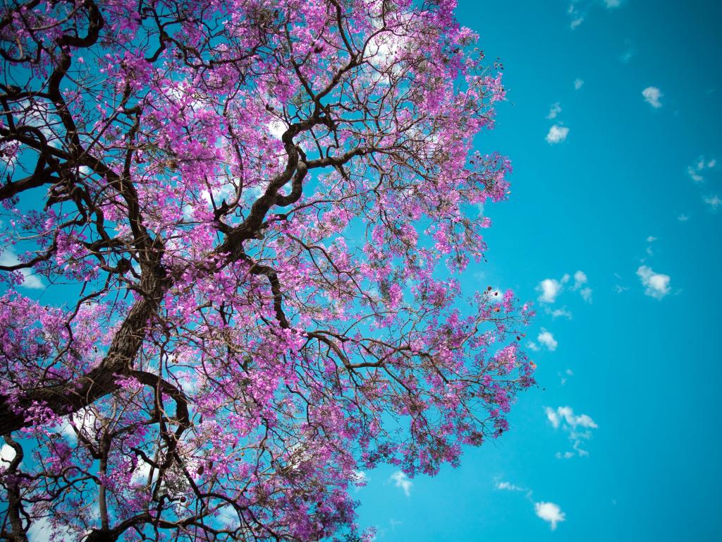 Purple blooming Jacaranda tree viewed from below with bright blue sky