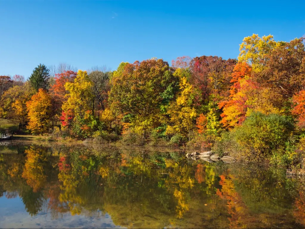 Reflection of trees with beautiful fall foliage on George Lake in Washington Township New Jersey.