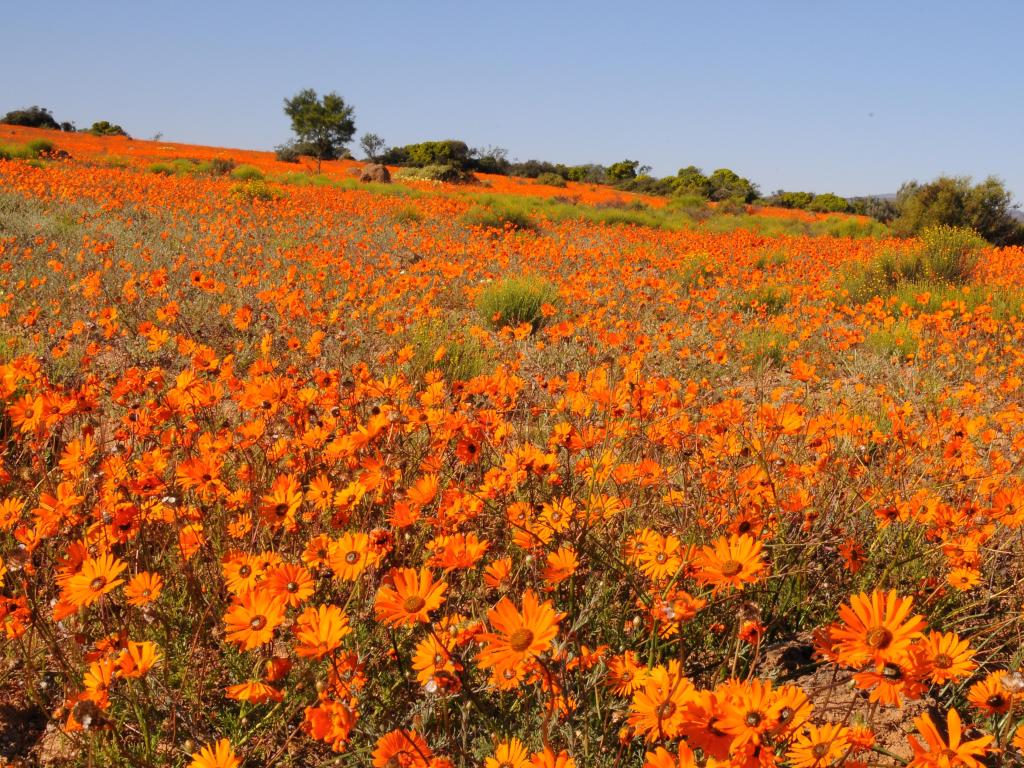 Beautiful orange wildflower blossoms forming a field in the national park