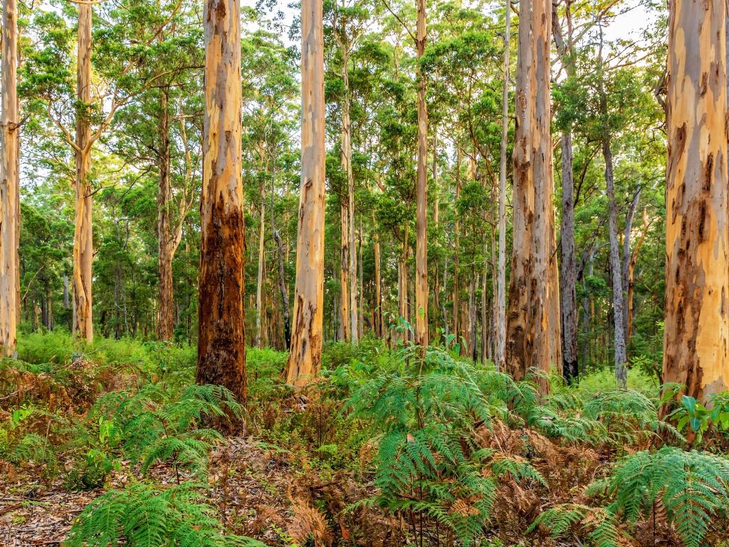 Pemberton, Australia