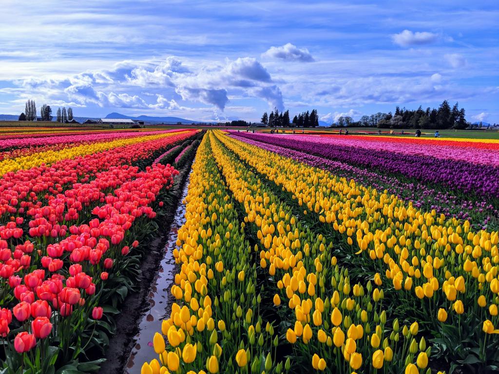 Spring pastel colors in Skagit Valley tulip fields on a partially cloudy day
