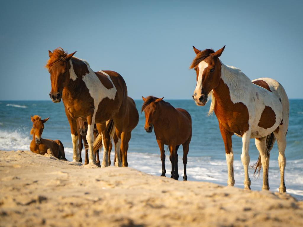 Wild horses on the beach on a sunny day.