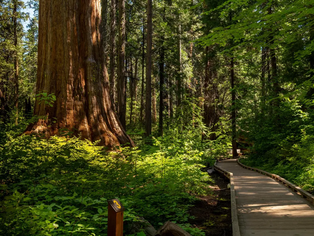 Boardwalk at North Grove Trail on a summer day, featuring giant redwood trees and lush vegetation