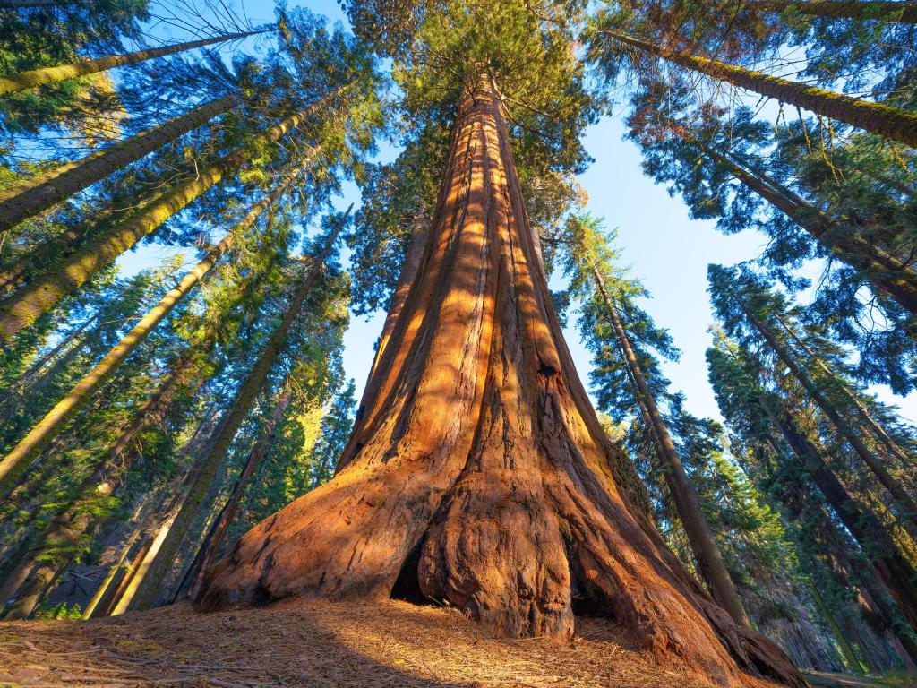 Towering giant Sequoia tree in the park, image take from the bottom, pointing up to the sky