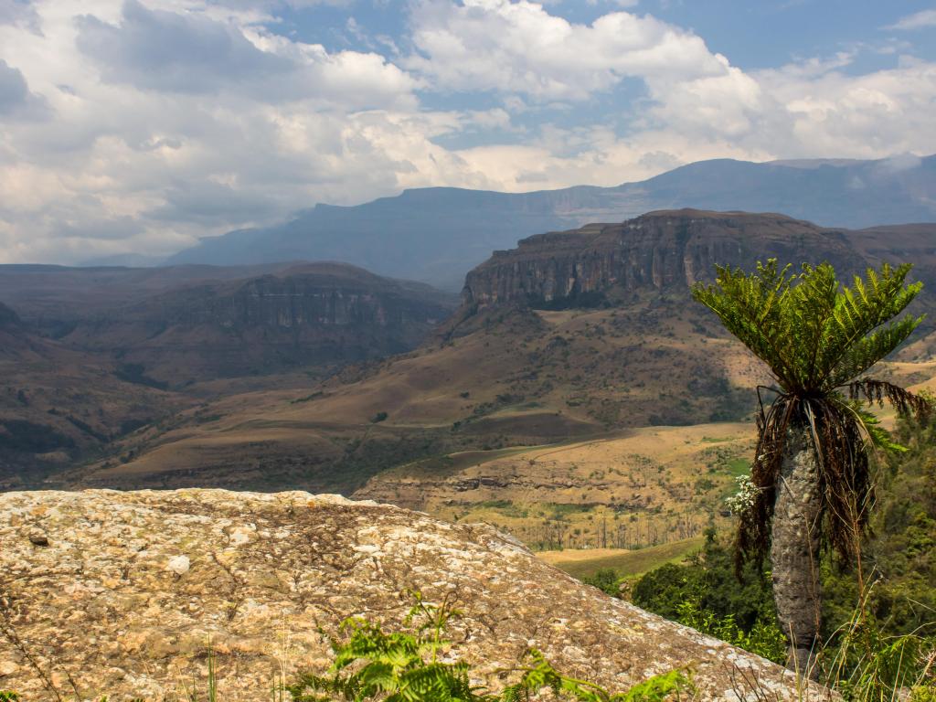 A single common tree fern, Alsophila Dregei, overlooking the Injisuthi Valley in the central Drakensberg Mountains, South Africa