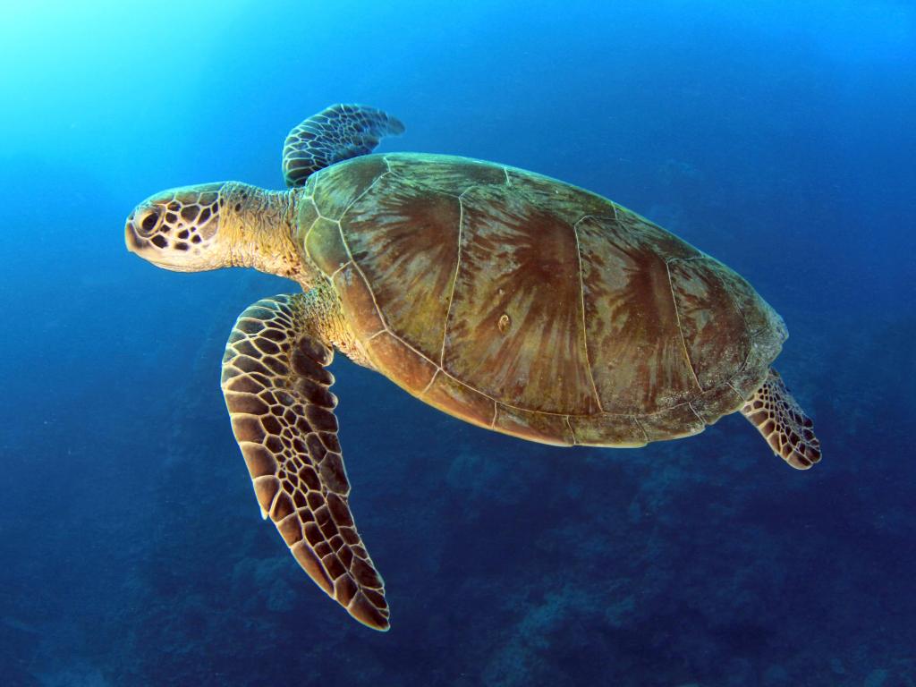 green turtle swimming in blue ocean