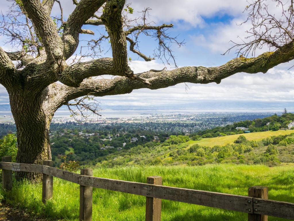 View towards Redwood City, California with a tall tree and fence at the foreground and rolling hills leading to the city in the distance.