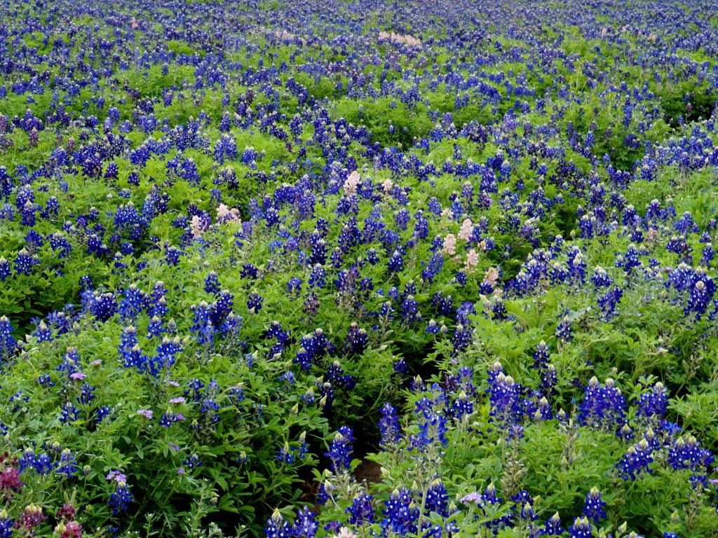 Blue flowers