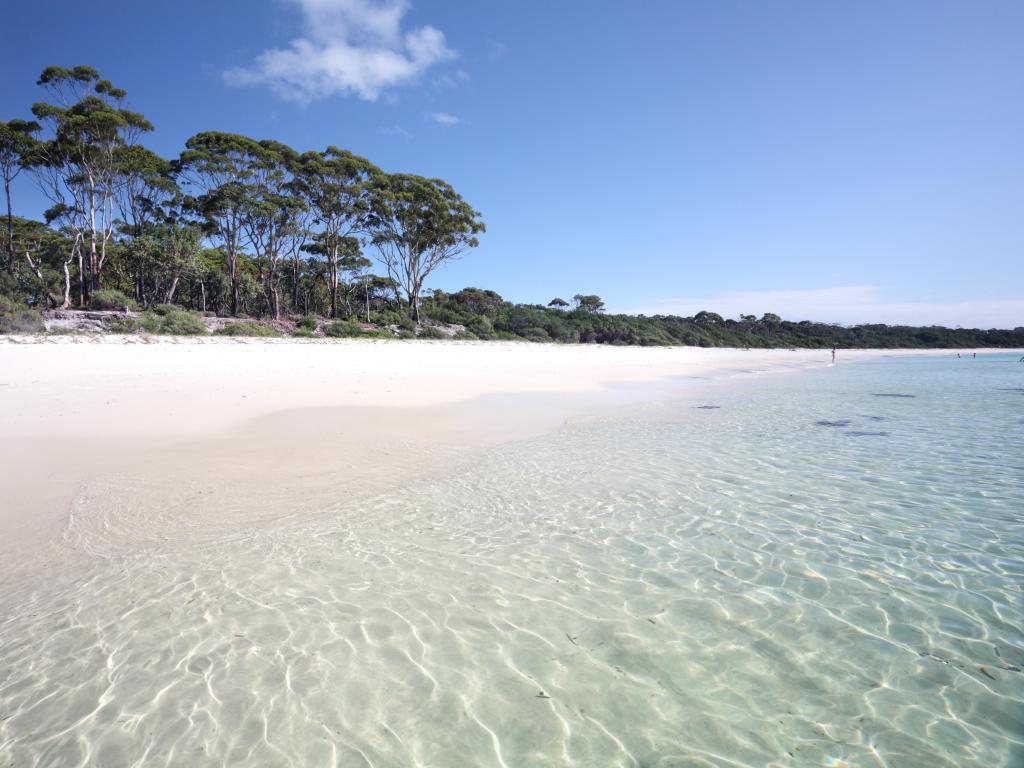 White sand and clear waters with gum trees at the edge of a wide beach