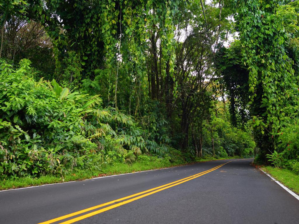 Narrow one-lane (each way) road winding through the canopy of thick rainforest