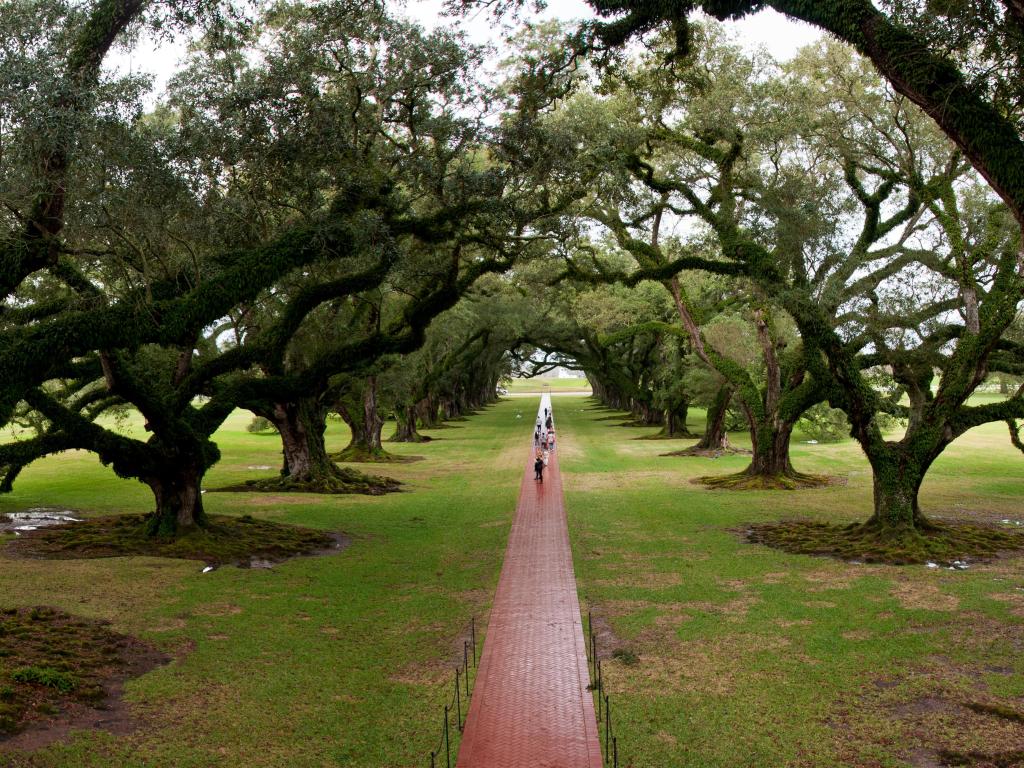 Oak Valley Plantation, Louisiana with tall oak trees either side of a red bricked path leading to the distance.