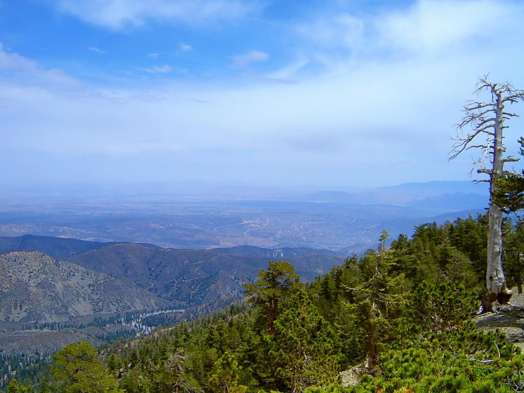 View from Mt. San Antonio in California with a clear blue sky above and pine trees all around