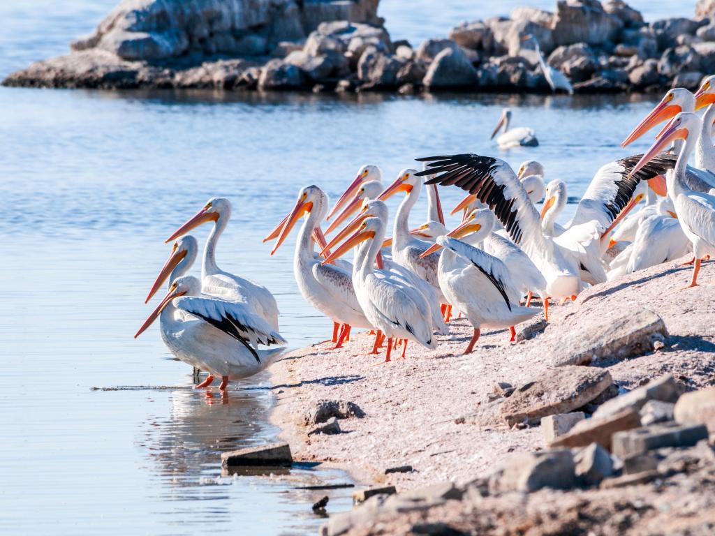 A large group of white Pelicans on a rocky beach