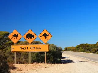 Roadsign warning of animals on road, next to flat highway with vegetation