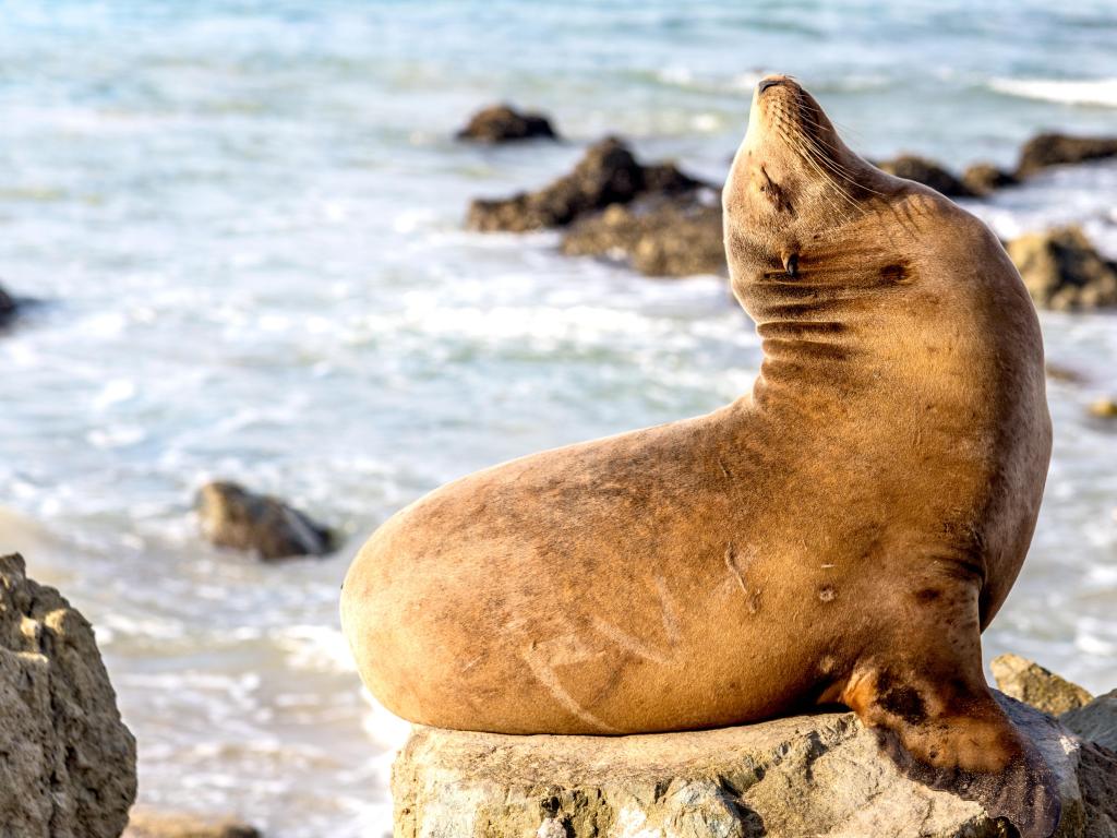 Close up shot of a sea lion stretching on the beach at Dana Point