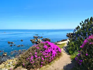 Blooming pale dewplant along the rocky shore of Monterey Bay coastline at Pacific Grove, California