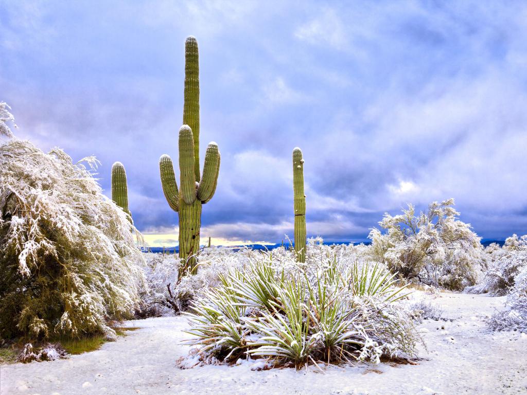 Saguaros cactus in light snow with cloudy grey sky behind