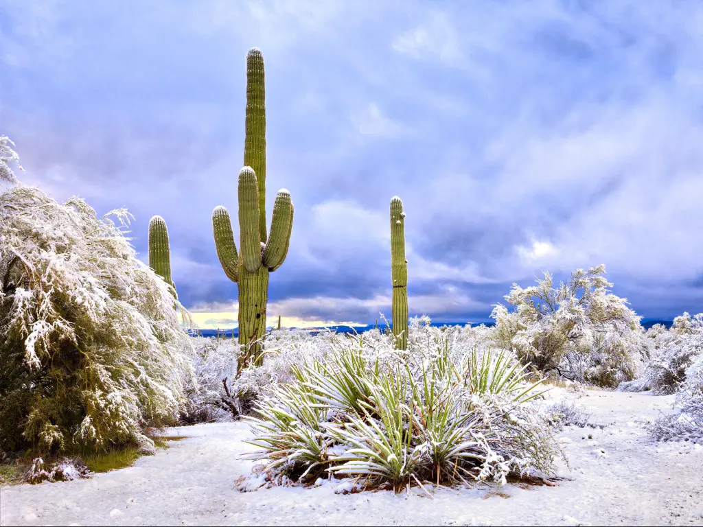 Saguaros cactus in light snow with cloudy grey sky behind