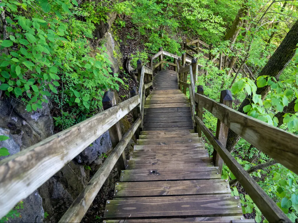 Steep wooden steps leading down into a forest - taken at Ha Ha Tonka State Park, MO, USA on the spring trail.