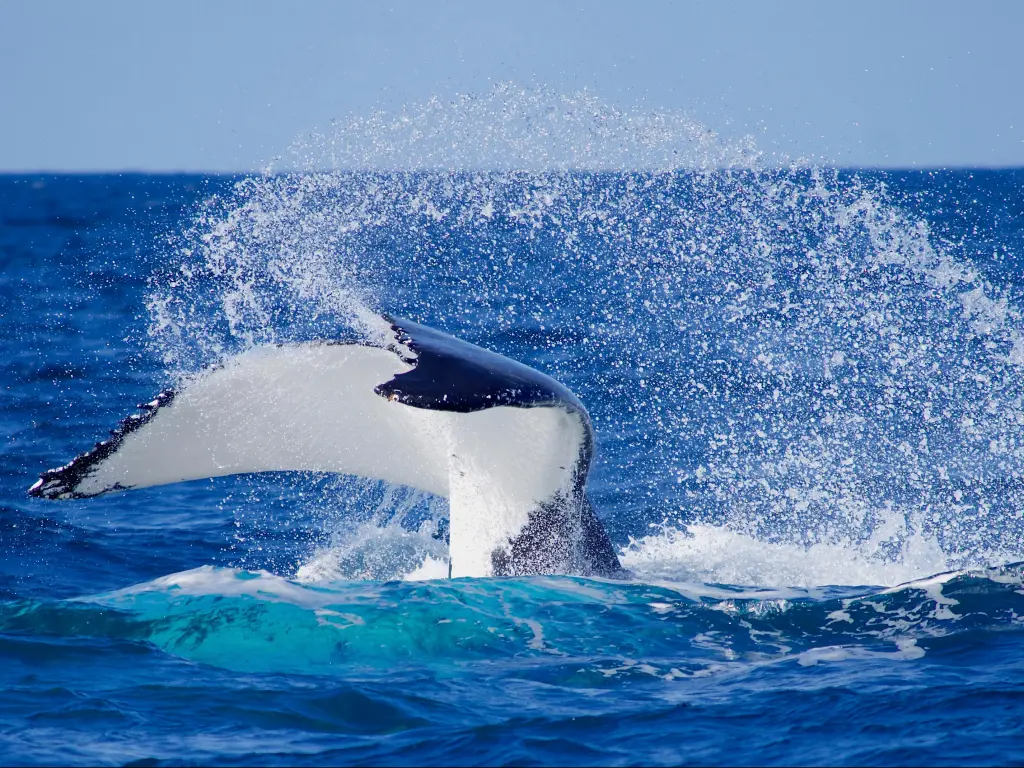 White and black tail of a humpback whale breaches the blue ocean, sending white spray into the air