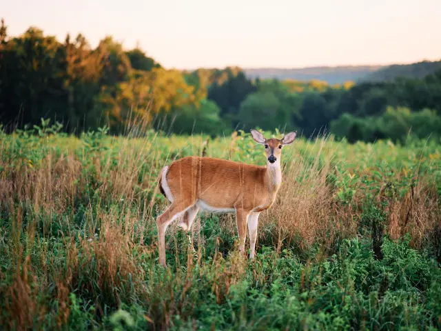 Wild deer at sunrise in Fern Hollow Nature Center in Sewickley, Pennsylvania, USA