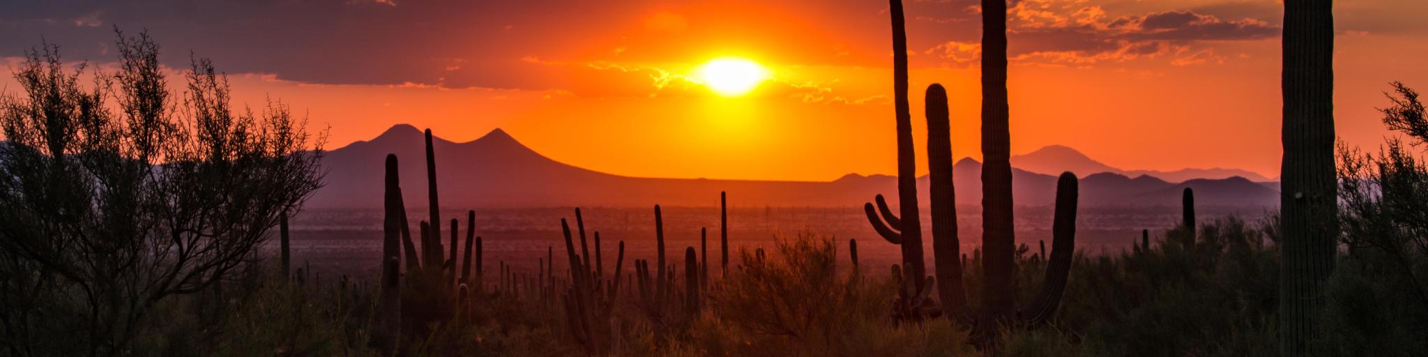 Sunset outside Tucson, Arizona, with mountains and tall cactus silhouetted by bright sun in orange sky