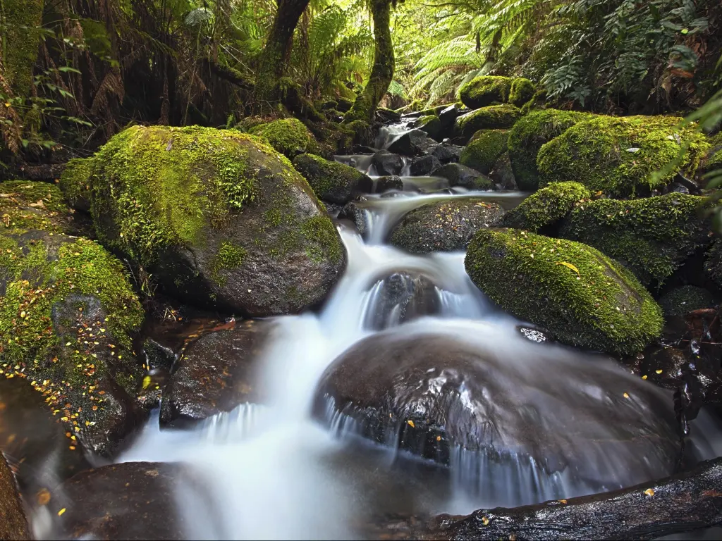 Rainforest cascade, Yarra Ranges National Park, Australia.